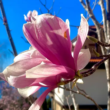 Aj 2, Santa Marina Village, アパート *