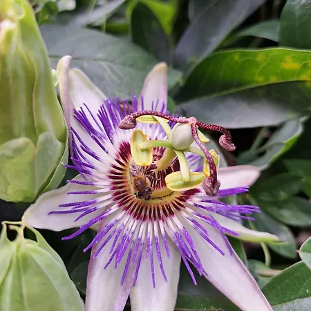 Aj 2, Santa Marina Village, *