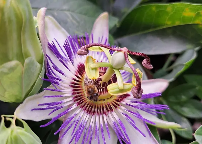 Aj 2, Santa Marina Village, *